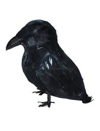 9 cm BLACK RAVEN 9 cm BLACK RAVEN