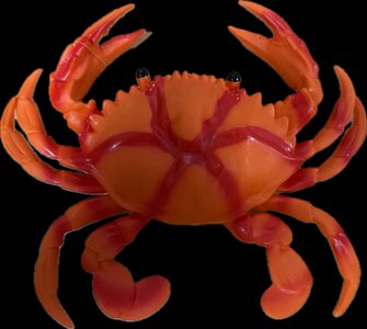 Grote krab met piep