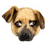 St. Pluchen halfmasker Hond_