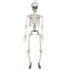 Hangdecoratie Beweegbaar skelet (91 cm)_
