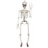 Hangdecoratie Beweegbaar skelet (91 cm)_