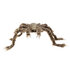 Harige spin Shadebite (50 x 70 cm)_