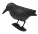 Vogelverschrikker kraai_