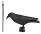 Vogelverschrikker kraai_