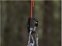 SOL Fire Lite 550 Tinder Paracord 9,1 m_