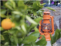 Feuerhand Stormlamp 276 Oranje_