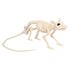Rattenskelet Nibbles (46 x 7 x 10 cm)_