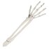 Set Begraven skelet (schedel en armen)_